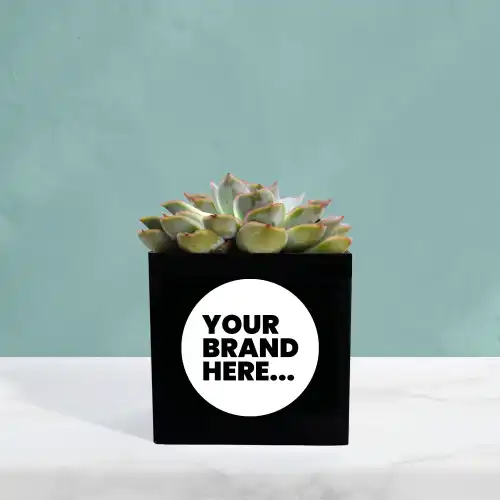 Succulent in Black Aluminium Pot Engraved